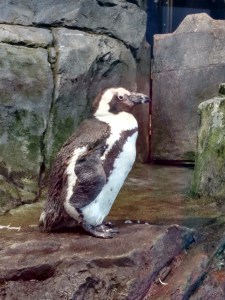 IMG_20160126_110132250_HDR